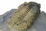 Large, Prone, Spiny Drotops Armatus Trilobite - Top Quality #325667-5